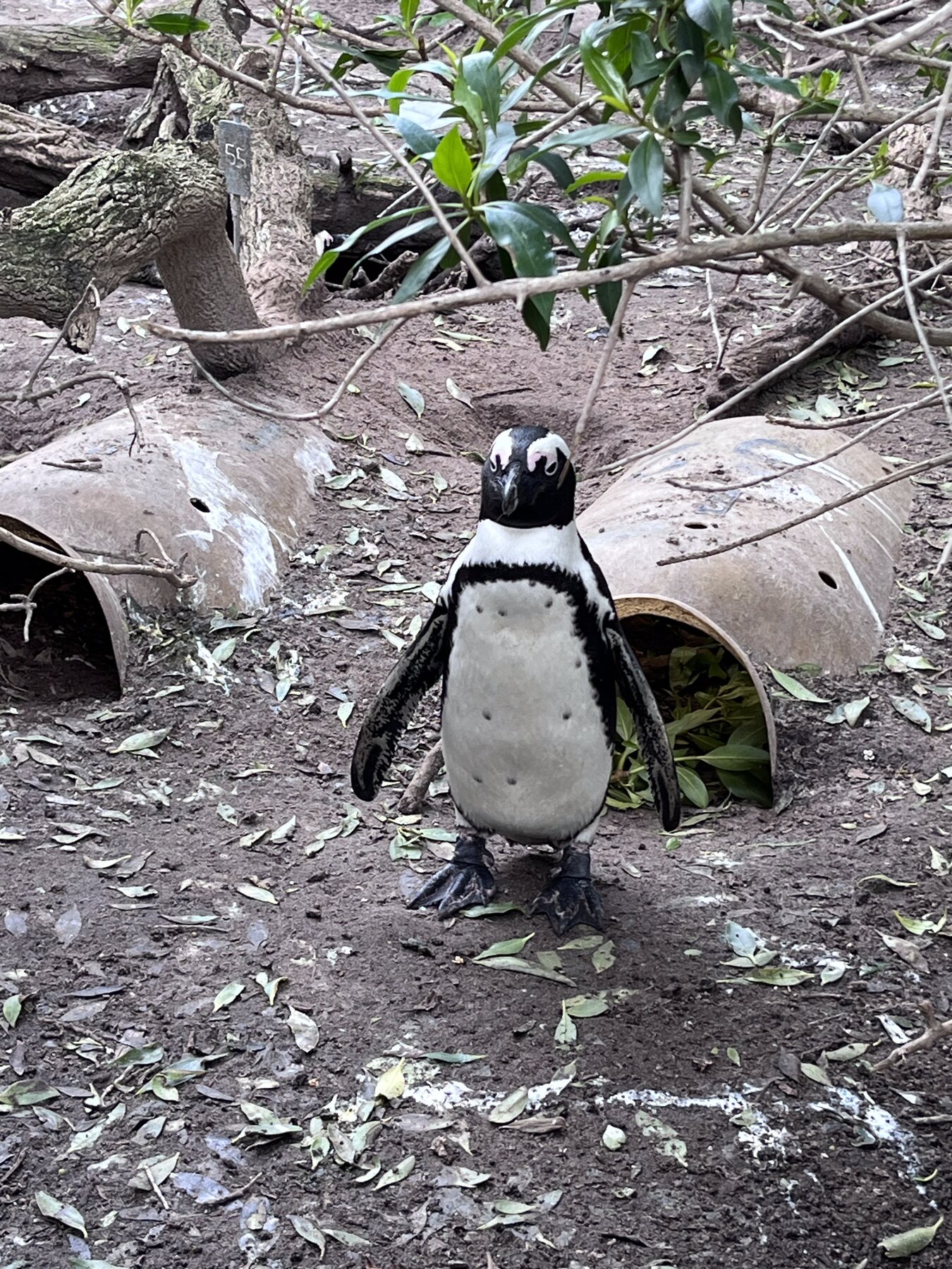 Simon’s Town & Boulders Beach, Cape Town