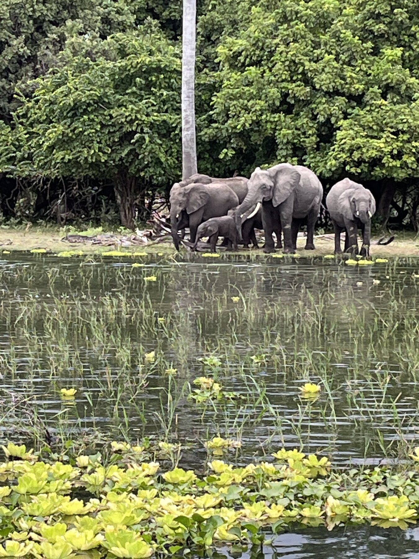 Liwonde National Park