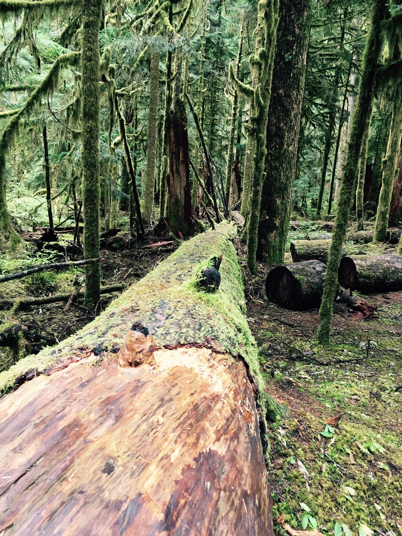 Olympic National Park, Washington
