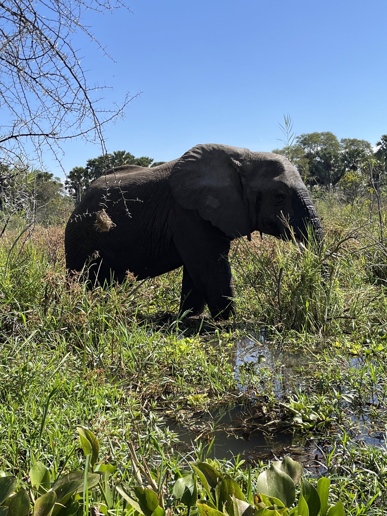 Liwonde National Park