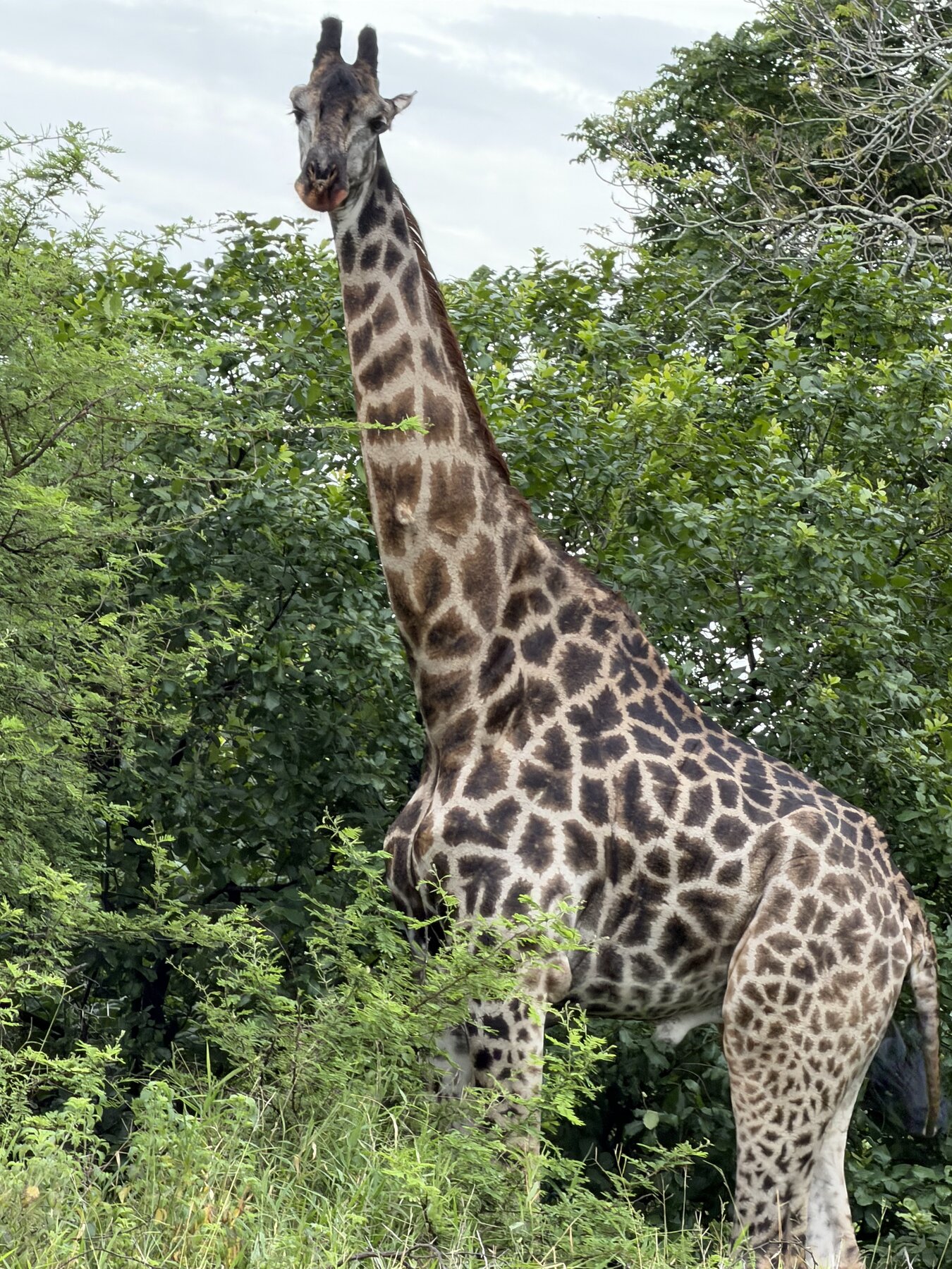 Majete Wildlife Reserve