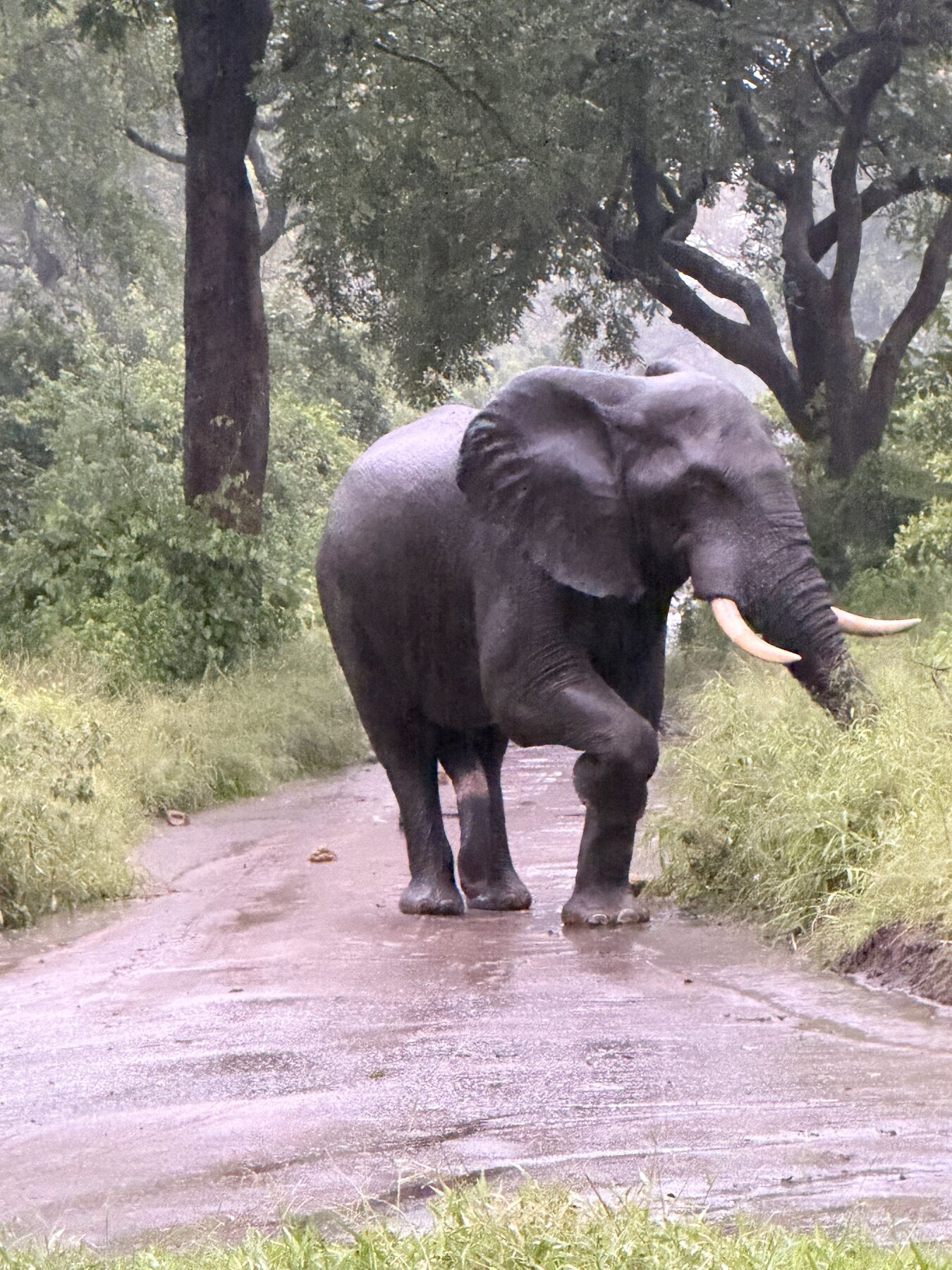 Majete Wildlife Reserve
