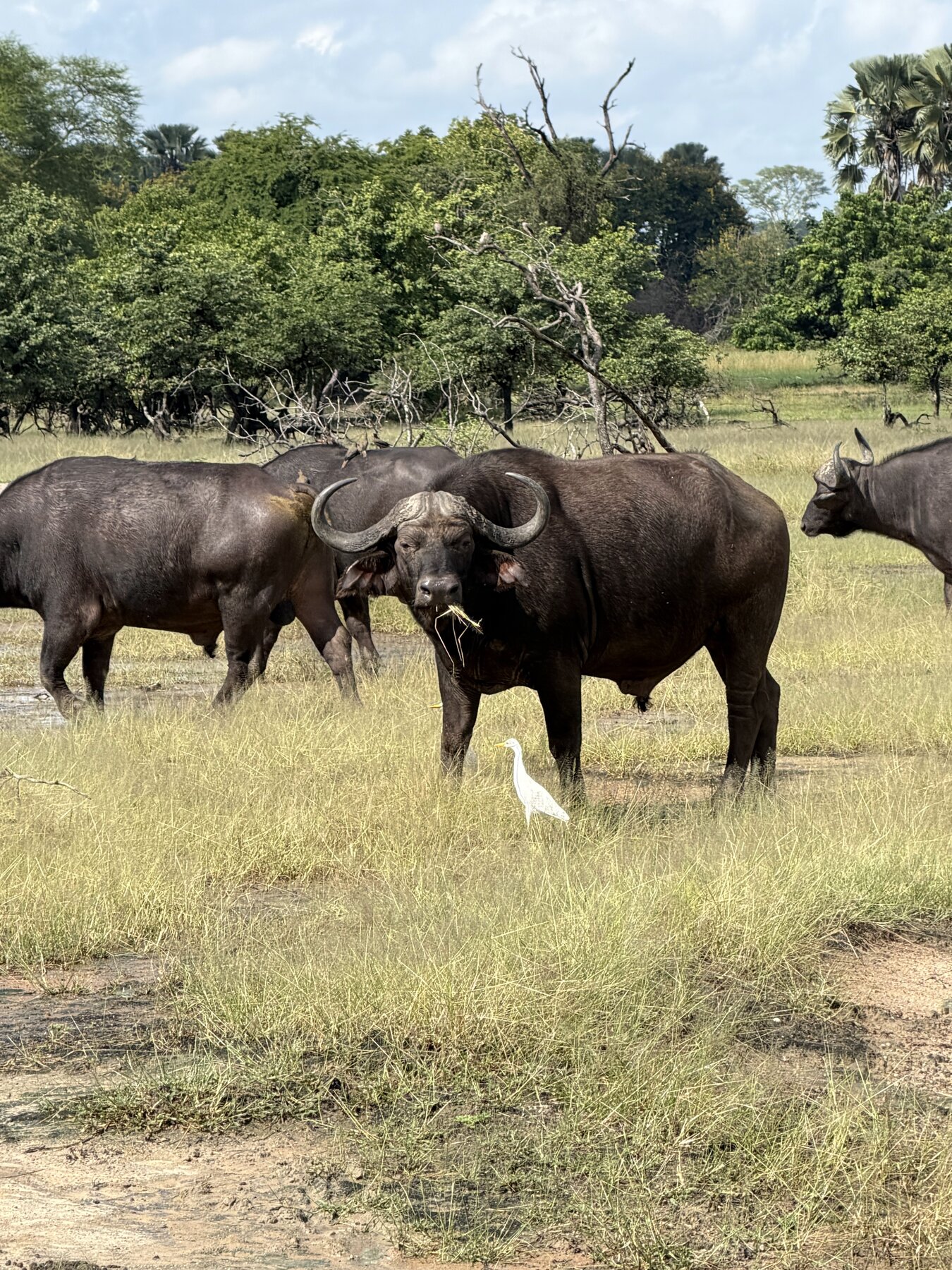 Liwonde National Park